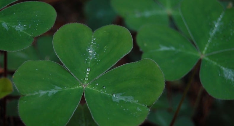 st patricks day food