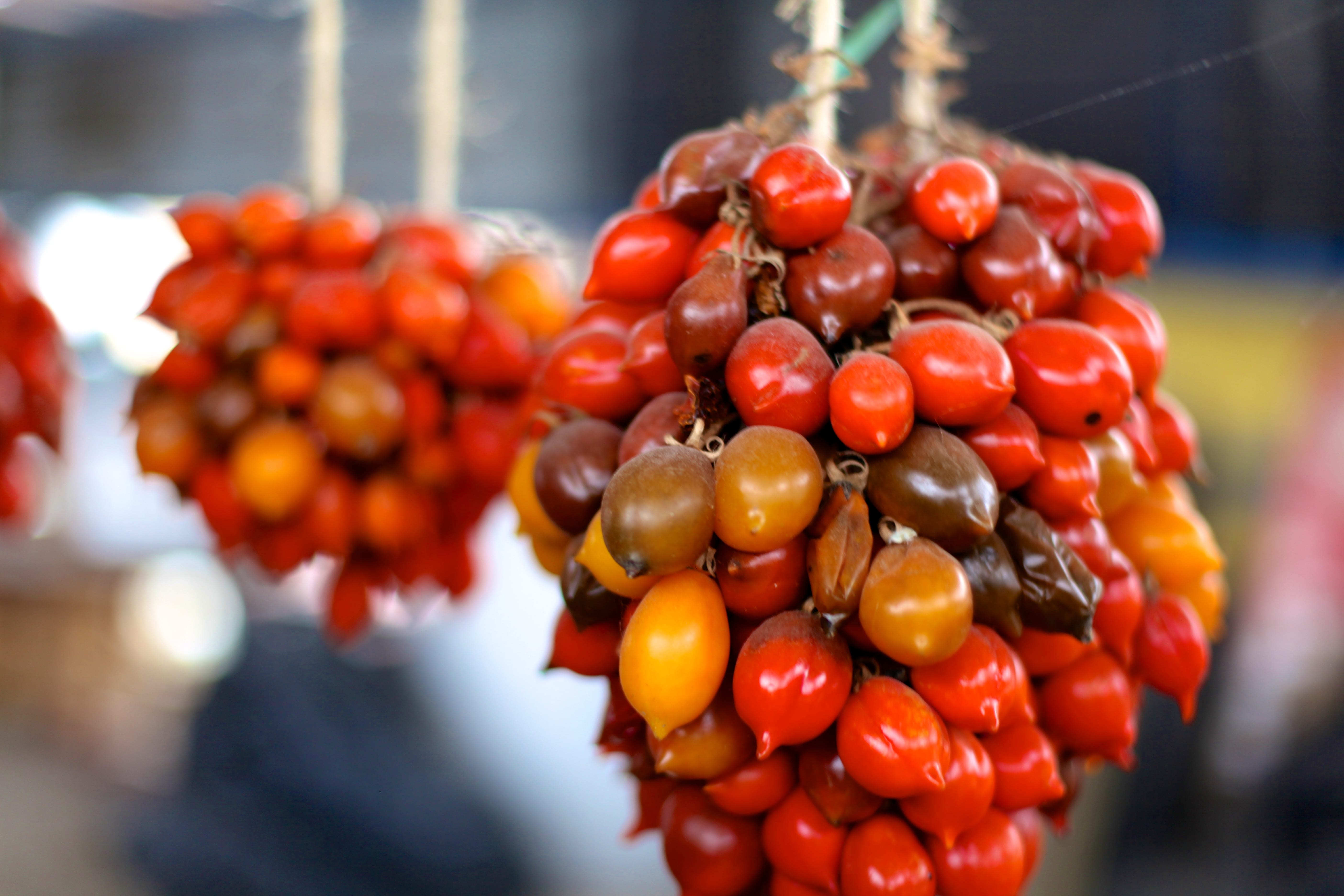 naples tomato farm